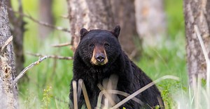 Grizzly bear mauls 2 college wrestlers in Wyoming
