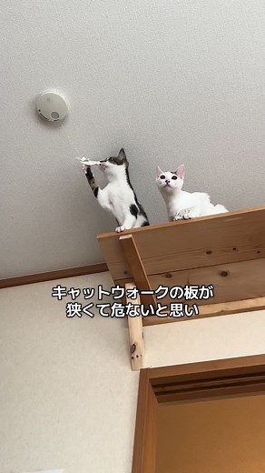 キャットタワーの設計ミスと改善策