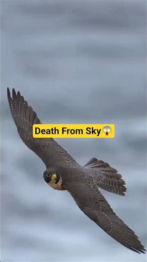 Peregrine Falcon Attack in Mid Air 😱 Fastest Bird in the World #shorts #facts #factsworld