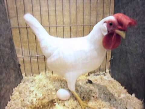 English Leghorn Bantam white, National Poultry Show UK