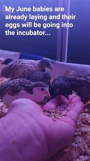 Button quail babies are getting big! #buttonquail #quail #birds #animallovers