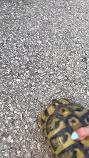 Ninja kornjaca🐢 🧡