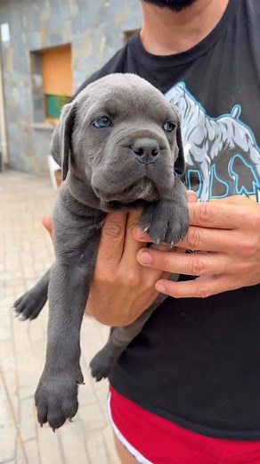 NO PUEDE HABER CACHORROS TAN BONITOS CANE CORSO #puppy | canecorso_xman
