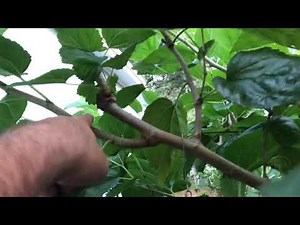 Pruning Mulberry Trees (Part 1)