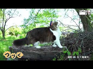 にゃん旅鉄道 Vol 13、芦ノ牧温泉駅らぶ駅長とぴーち施設長