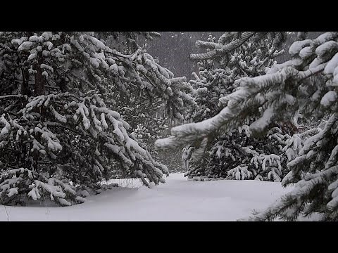 Gentle Snowfall: Winter Sounds for Deep Sleep and Meditation | Relax with Nature