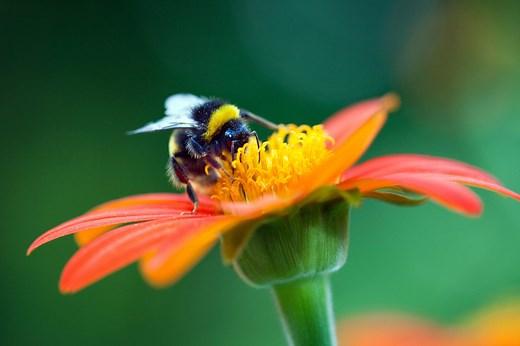 10 Bee-Friendly Flowers That'll Make Your Garden a "Pollinator Paradise"