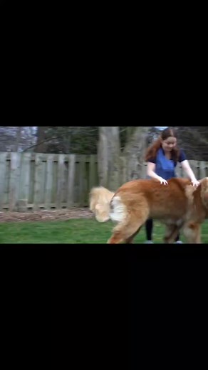 Exploring the Leonberger Breed: Weight and Care