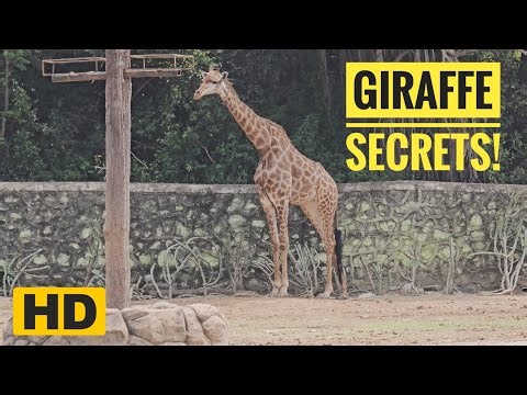 Why Giraffes Are Nature’s Most Unique Creatures •Amazing Giraffe Facts You Must Know!