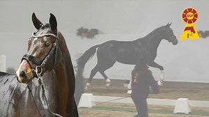 🐴 Lot 37 v. Confess Color / Rotspon 🐴 DSP-Hengsttage vom 24. bis 27. Januar 2024, Olympia-Reitanlage München-Riem Körung & Hybrid-Auktion ➡️ Alle Infos, Registrierung & Tickets: https://www.deutsches-sportpferd.de/auktionen-events#82 #dsp #deutschessportpferd #hengsttage #hauptkörung #körung #springhengste #dressurhengste #auktionslot #pferdeauktion #auktionskollektion | Deutsches Sportpferd DSP