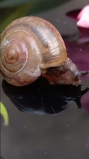 Snail hide in its shell [ animals ]