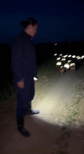 Glowing Chickens ✨🐔 | trilover