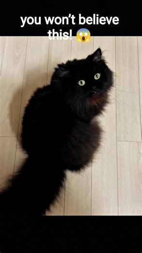 Top 5 Incredible Cat Moments… Wait For #3! 😱 #shorts #incredible #cats #believe #meme