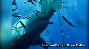 Incredible Footage Shows The Largest Great White Shark Ever Caught On Camera