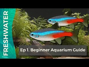 Beginner Aquarium Guide | Ep 1 | Introduction to Freshwater Aquariums