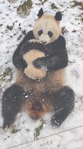 Hi my baby, let me give you a big hug and a sweet kiss. 😘😘🐼🐼 Giant Pandas Behavior — What Do They Do Every Day？ #pandas #Chengdu | Chengdu Plus