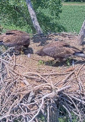 Kansas Eagles 6-14-26. Kaw Claims Dad's ABC Fish Delivery; Osage Steals a Small Piece!