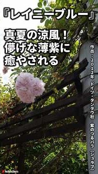 Rainy Blue, July 25, 2026: 19 Summer Rose Varieties and a Discussion on Crown Gall