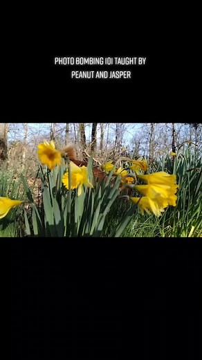 #daffodil #daffodils #flowers #narcissus #springflowers #garden #gardening #spring #bulbs #flower #daffodilbulbs #flowerbulbs #narzissen #jonquil #jonquilles #narcissen #springfloweringbulbs #blooming #flowerfarmer #fieldofdaffodils #flowerporn #narcissi #growyourownflowers #localflowers #nature #americandaffodilsociety #autumnplanting #floweringbulbs #supportlocal #bhfyp#photobomb #cutedogs