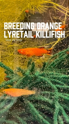 Orange Lyretail killifish breeding