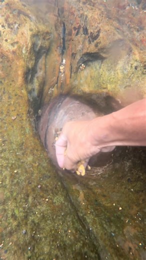 gold discovery | gold rush ,! 😱😱😱 #gold #rush #discovery | Amrin Prospecting