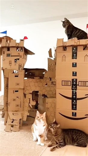 Cats Build Medieval Castle with Amazon Boxes 📦🏰🐱 #Shorts #Cats