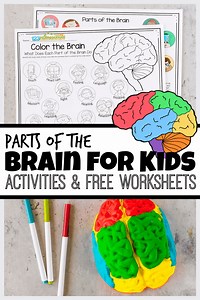 Parts of the Brain Activity for Kids, Brain Diagram, and Worksheets for Kids https://www.123homeschool4me.com/parts-of-the-brain-for-kids-digram-worksheets/ | 123 Homeschool 4 Me | Facebook