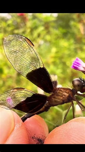 Catching insects in the garden got Mantis Caterpillars Larva WhiteTadpoles Betta fish #insects 283