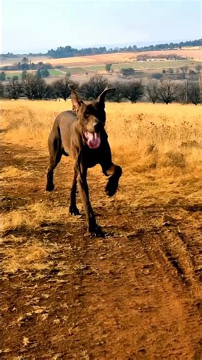 Roxie living his best life…🐶 #adventuretravel