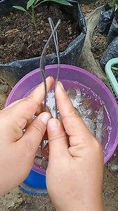 How to Quickly and Practically Remove Shrimp Heads 🦐🦐🦐 #Shrimp #CleaningShrimp #SeparatingShrimpHeads #QuickAndPracticalWays #ShrimpCooking #ShrimpRecipes #SeaFood | Aulia Hanum Maharani