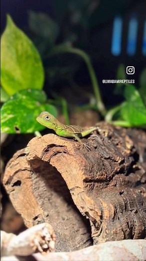 Cage build for the Green Water Dragons #reptiles #waterdragon