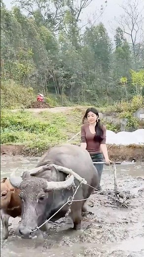 Amazing Mud Harrowing: Vietnamese Village Girl #shorts