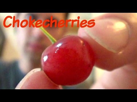 Chokecherries Review and Juice Recipe - Weird Fruit Explorer Ep. 111