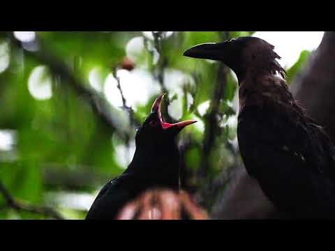 Brood Parasitism - A Crow raising and feeding a Cuckoo Chick