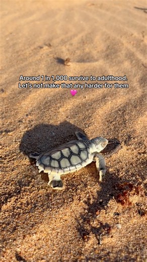 As hatchling season is approaching quickly, let’s do everything we can to ensure little ones make it home later 🌊🩷 #turtleconservation #turtles #flatbackturtles #australia #porthedland | Care For Hedland Environmental Association