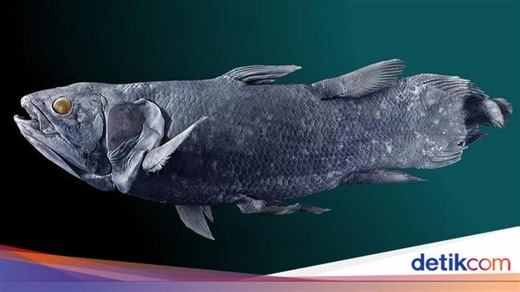Ikan Purba Coelacanth Muncul di Gorontalo, Warga Heboh