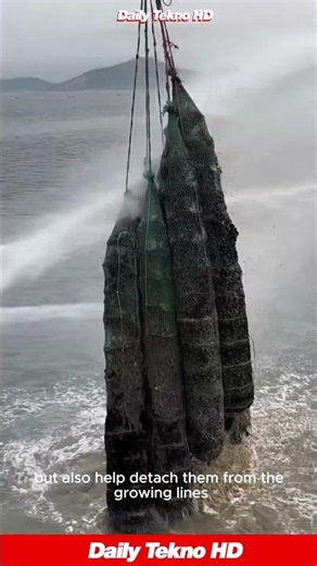 Power washing a HUGE haul of mussels 🌊 straight from the sea #Aquaculture