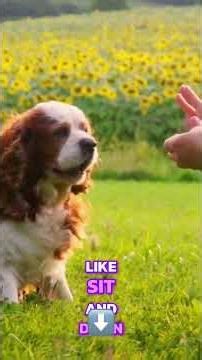 Cavalier King Charles Spaniel Therapy Dog Tips: Floor Traction & Training 🐾