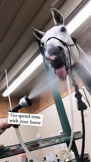 Happy Monday! We will have a new training video coming soon from Double Rafter C, Rockin X’s Palomino Mare 30 Day update video on Friday and a Watch Party this Saturday! Busy week full of fun ahead of us but most importantly go spend time with your horse 😊! #horses #horselove #horselife #horsereels #equine #equestrian #horsemanship #horseriding #horse | 3Rein Media