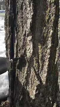 Sap running out of the tree