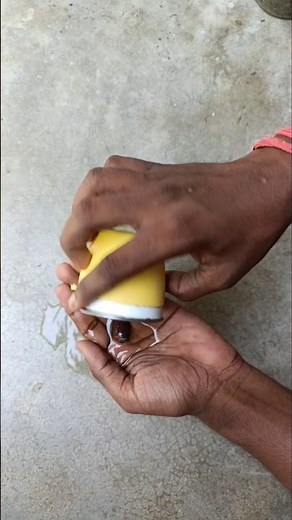 Propagate litchi tree at home || How to grow litchi tree from seeds#shorts #trending #viral