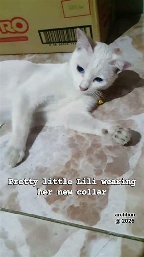 Pretty little Lili wearing her new collar 🐱🐈😊 - #memories #Lili #furbaby