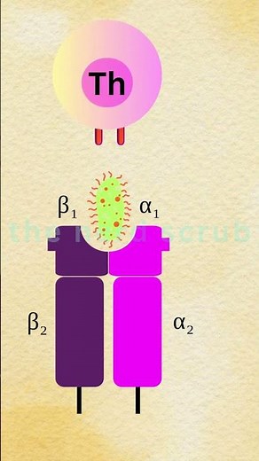 WHAT ARE MHC MOLECULES? | MHC CLASS 1 AND MHC CLASS 2 #immunology #science #animation #shorts