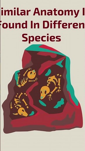 Evidence For Evolution: Homologous & Analogous Structures