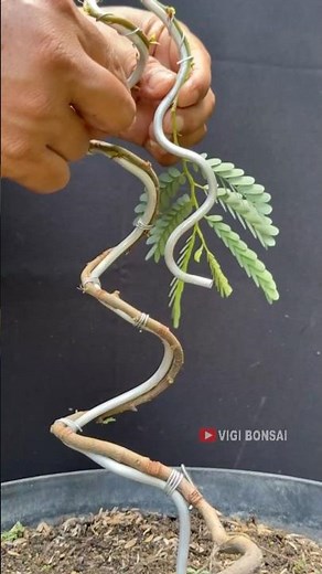 Extreme Style, But Beautiful…… Tamarind Tree
