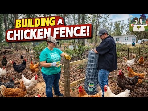 Chicken Run Fencing DIY (Step by Step)
