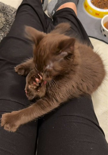 Replying to @Gre𝓜linizer👹 Story time, the non extended version because it was vicious, even though we were third in line! The 2 people in front of us weren’t even going for him. People were cutting and running to other kiosks in different rooms instead of staying in line. It was cut throat. We can give that story time if you want but I had to push hard when someone cut us in line for him. I have a video of the culprits too! #ShelterCat #Kittens #BrownCat #RareCat #StoryTime