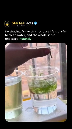 Instant fish move 🐟