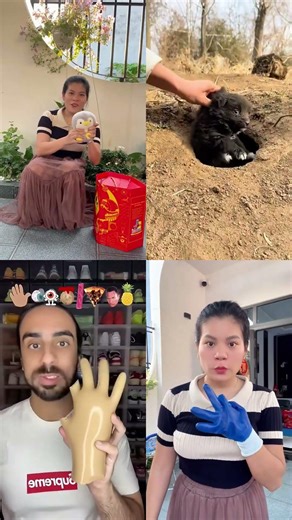 Catch a little local dog, cute pet debut plan, dog, golden sun original