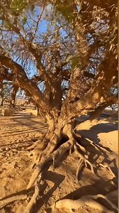 Tree planted by Prophet Muhammad PBUH. | Islamic Information